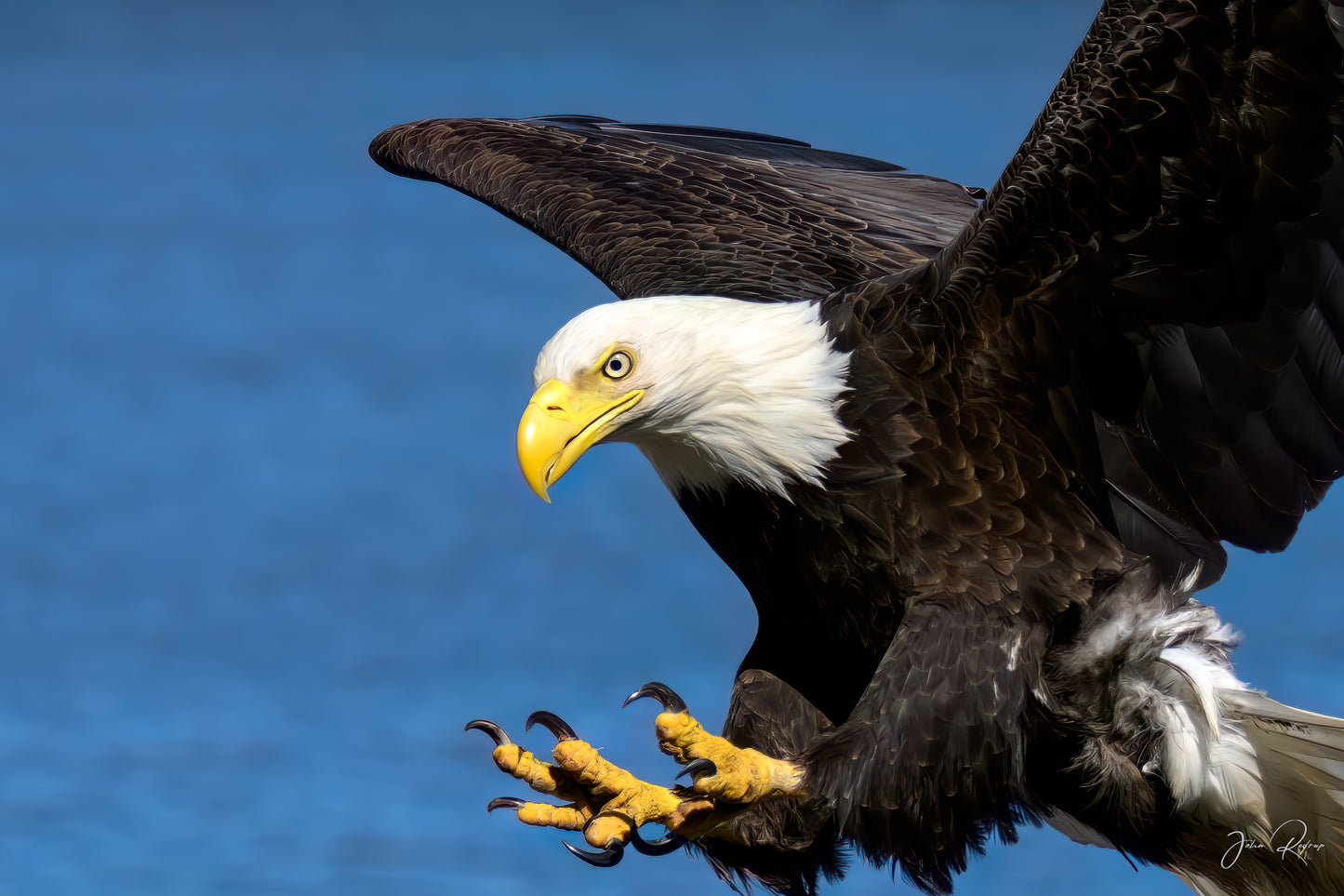 Fierceness Bald Eagle Moments Before the Strike | Fine Art Wildlife Metal Print