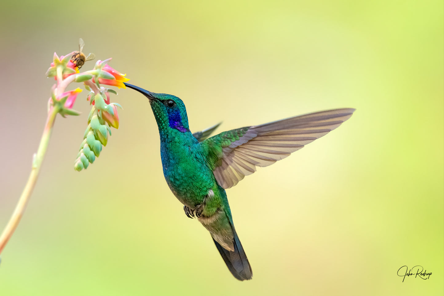 Lesser-Eared Violet Hummingbird, a Tropical Color Study | Fine Art Wildlife Metal Print