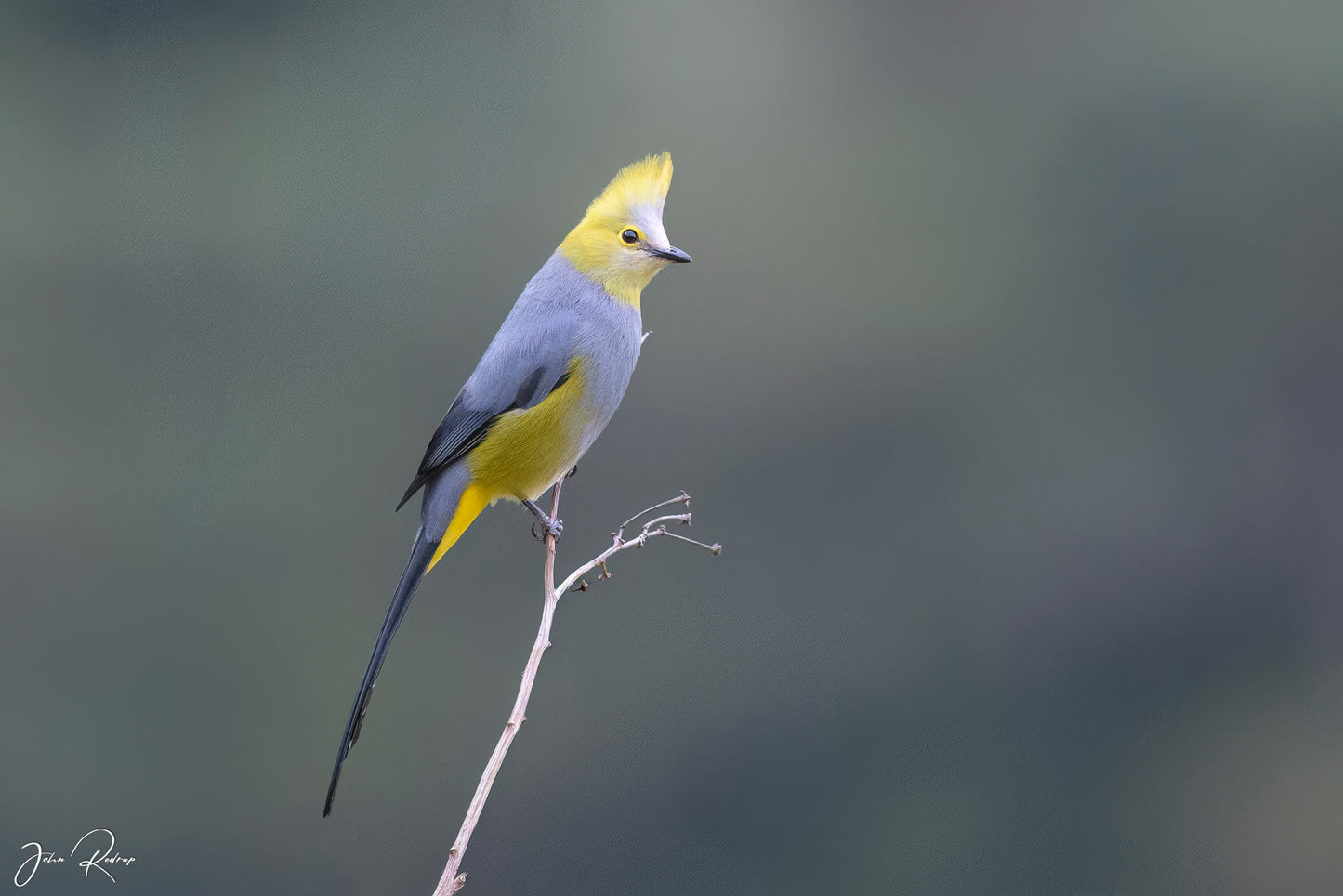 Long-tailed Silky Flycatcher | Highland Elegance