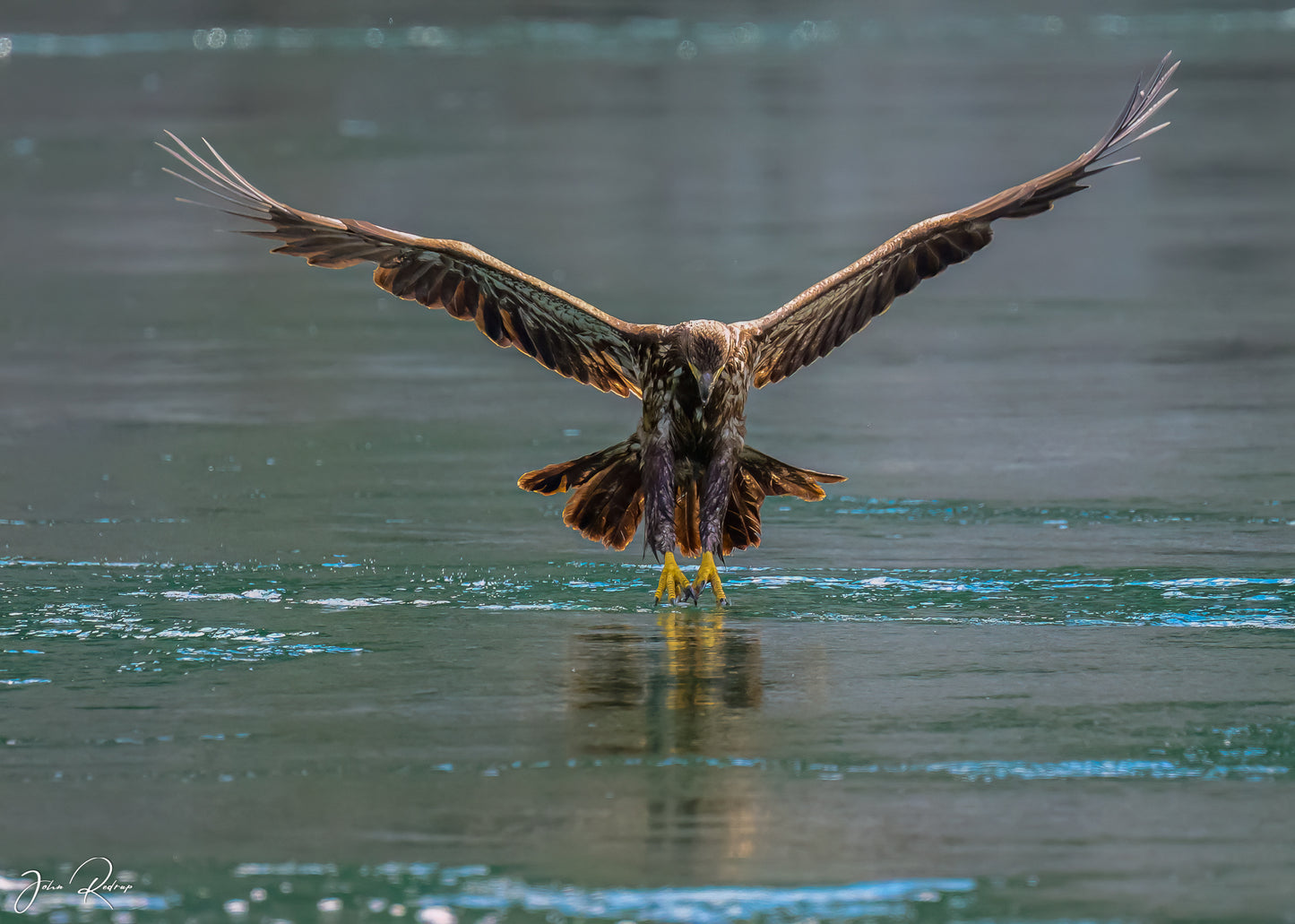 Touchdown Fine Art Wildlife Metal Print (Copy)