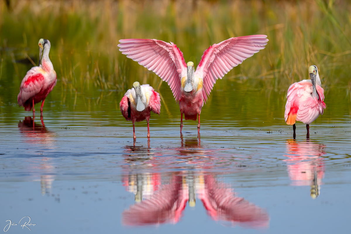 Roseate Spoonbills |Preening in the Florida Wetlands