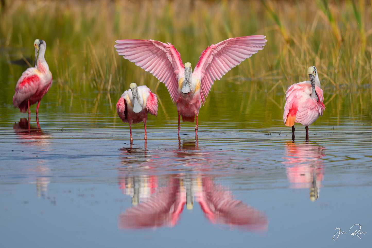 Preening Roseate Spoonbills Florida Wetlands | Fine Art Wildlife Metal Print