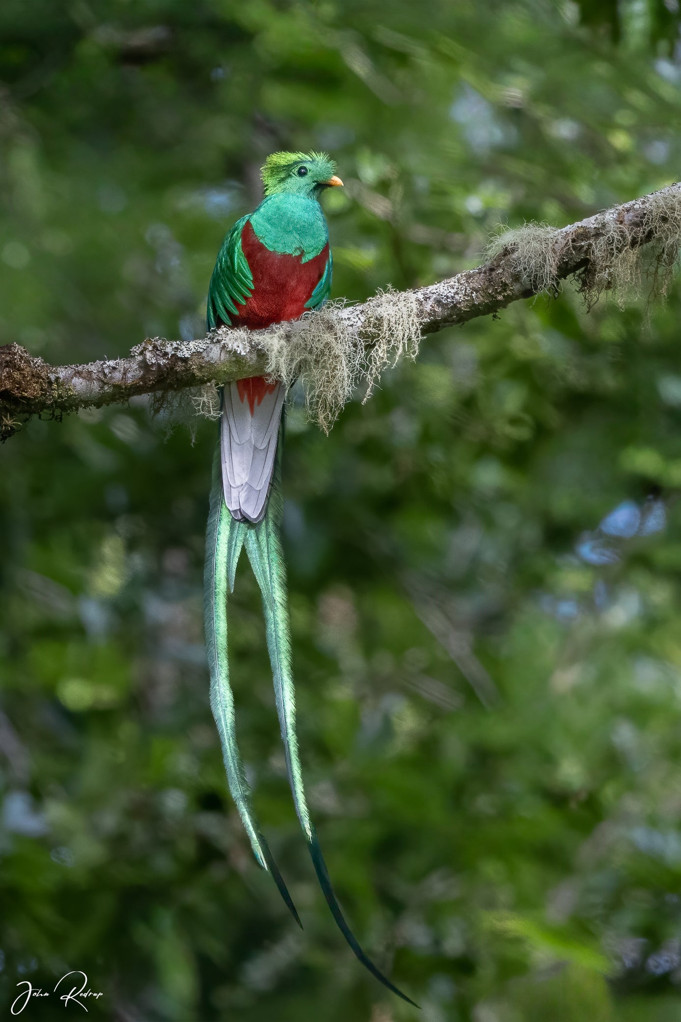 Male Resplendent Quetzal perched on a moss-covered branch in the Costa Rican cloud forest