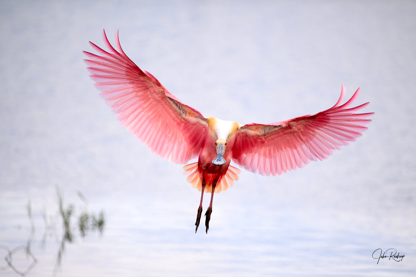 Graceful Landing Roseate Spoonbill with Wings Flared | Fine Art Wildlife Metal Print