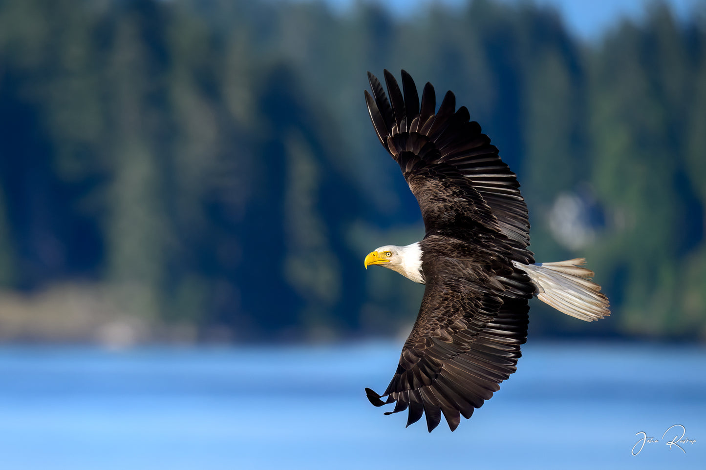 Silent Hunter Bald Eagle Over Discovery Passage | Fine Art Wildlife Metal Print