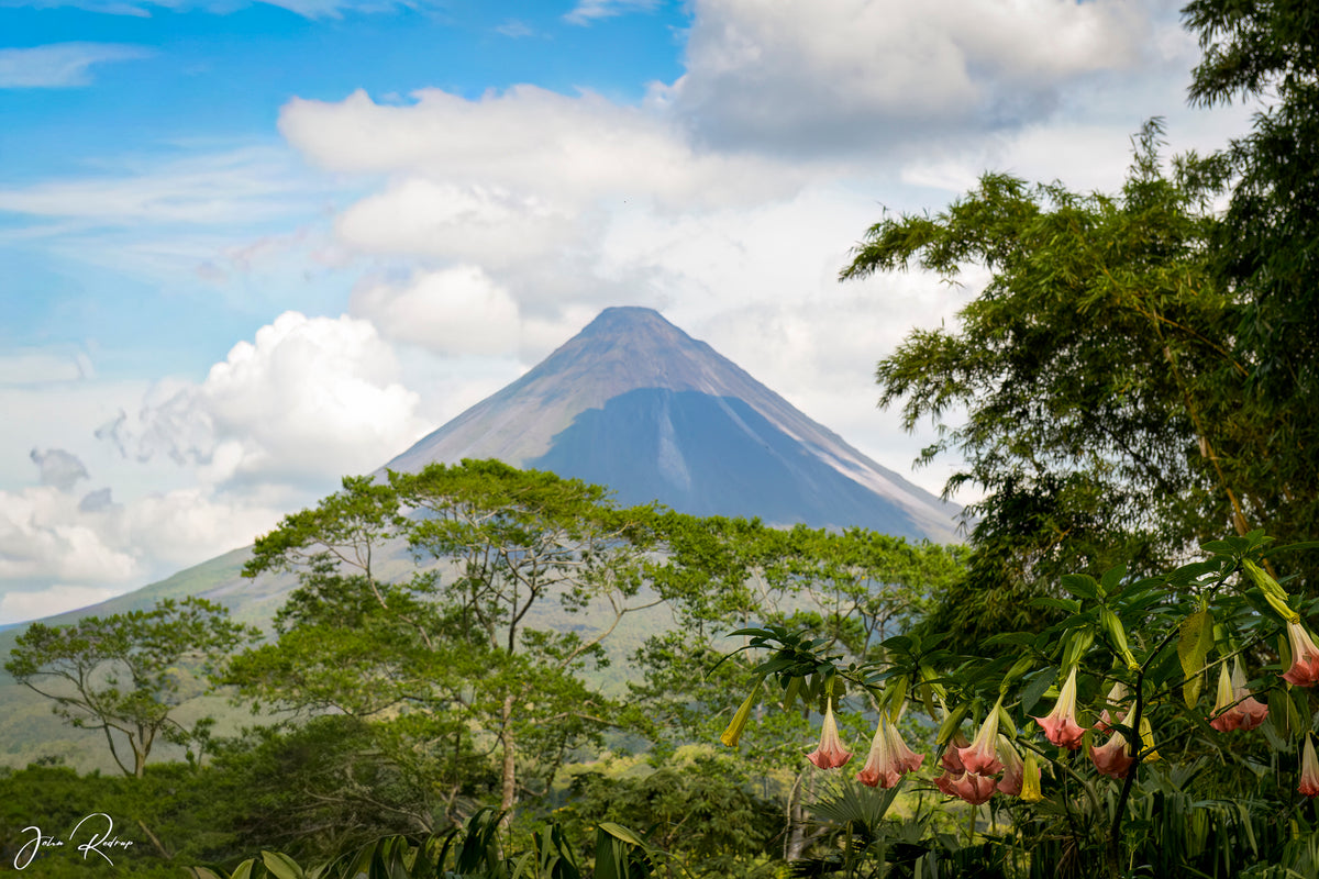 Arenal Volcano rising above lush tropical forest in Costa Rica with pink trumpet flowers in the foreground and dramatic clouds overhead