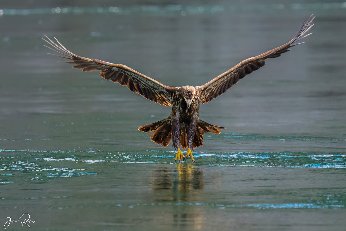 Juvenile Bald Eagle | Touchdown