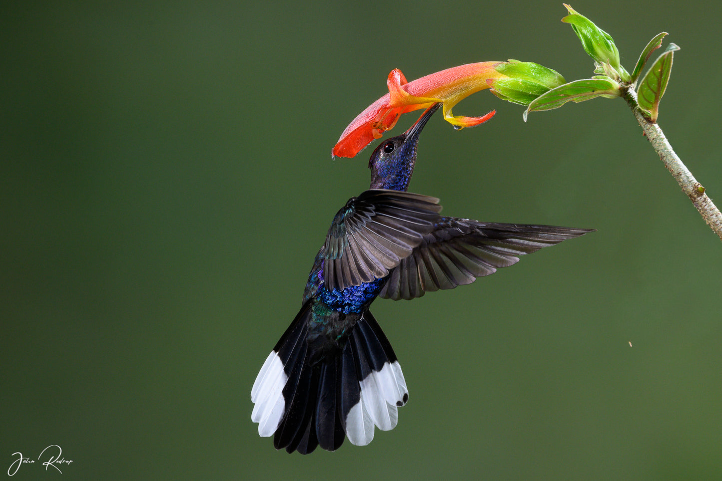 Violet Sabrewing - Sweet Reward