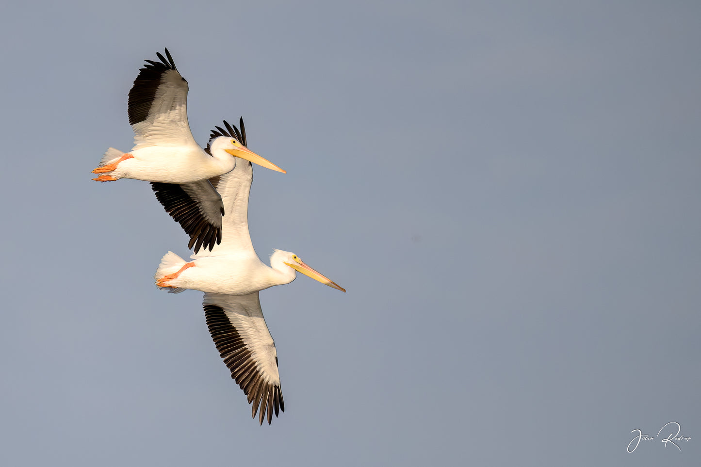 Graceful Flight – White Pelicans in Formation | Fine Art Wildlife Metal Print