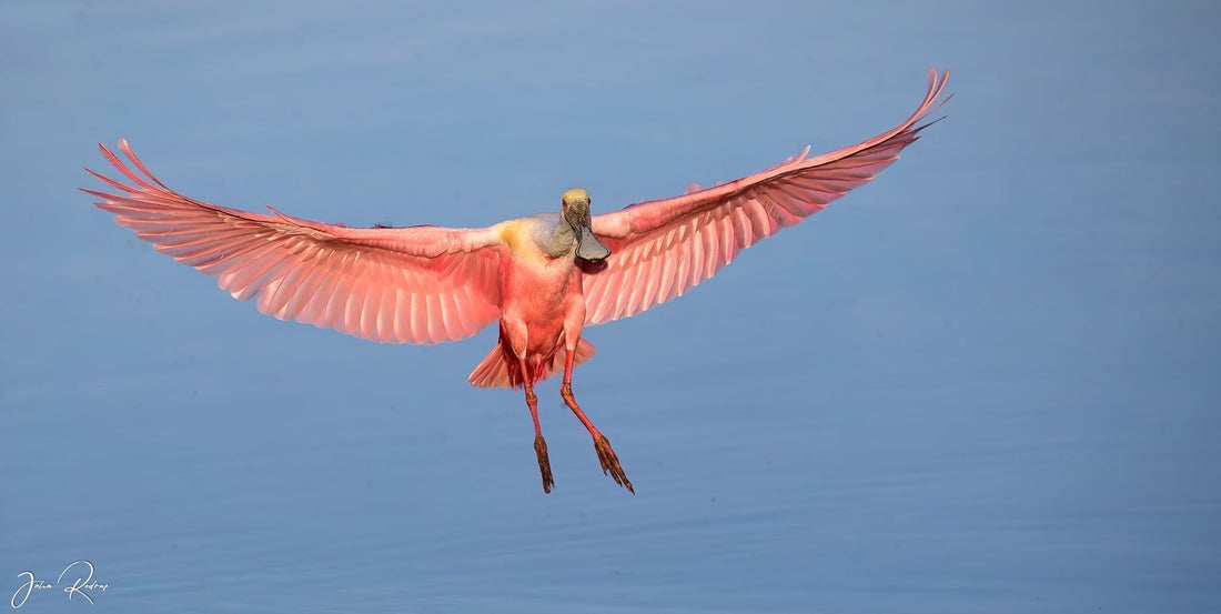 Pretty in Pink: Roseate Spoonbills