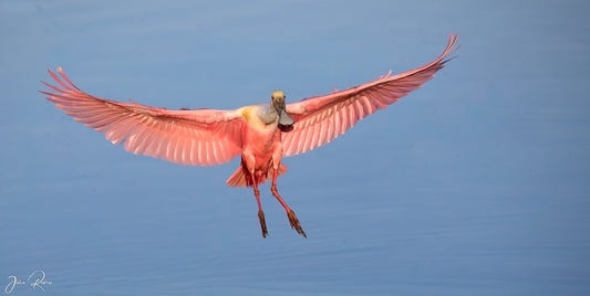 Pretty in Pink: Roseate Spoonbills