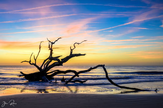 Colorful sunrise behind a fallen driftwood tree with an osprey perched above the shoreline at Driftwood Beach on Jekyll Island, Georgia.