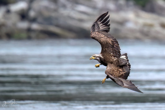Talons of Intent – Bald Eagle Strike Imminent | Fine Art Wildlife Metal Print