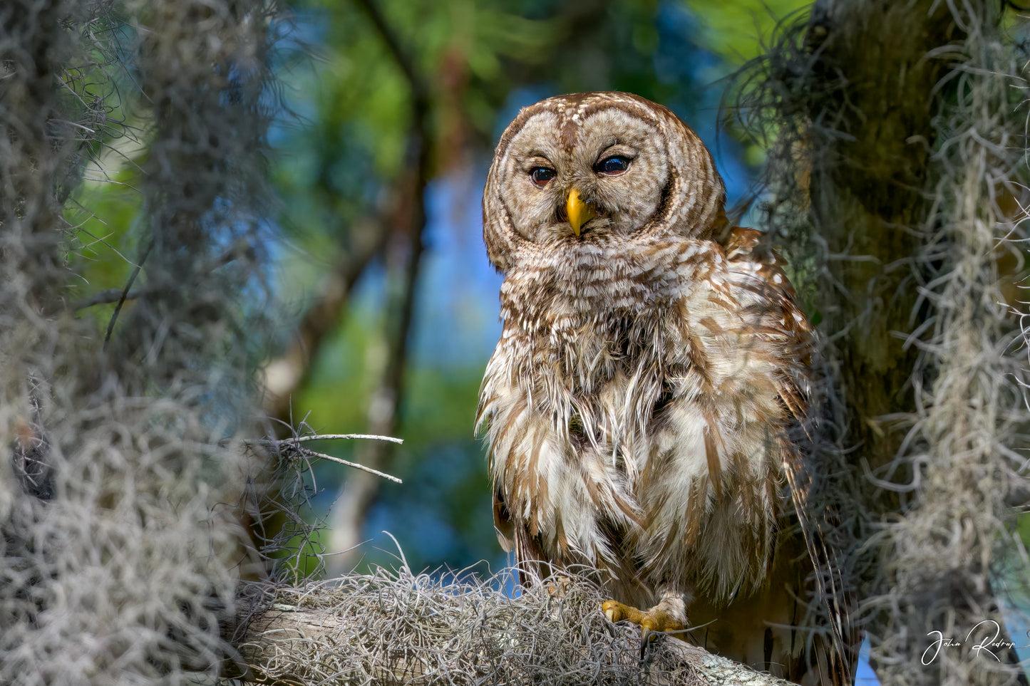 Silent Hunter Barred Owl in Mossy Forest | Fine Art Wildlife Metal Print