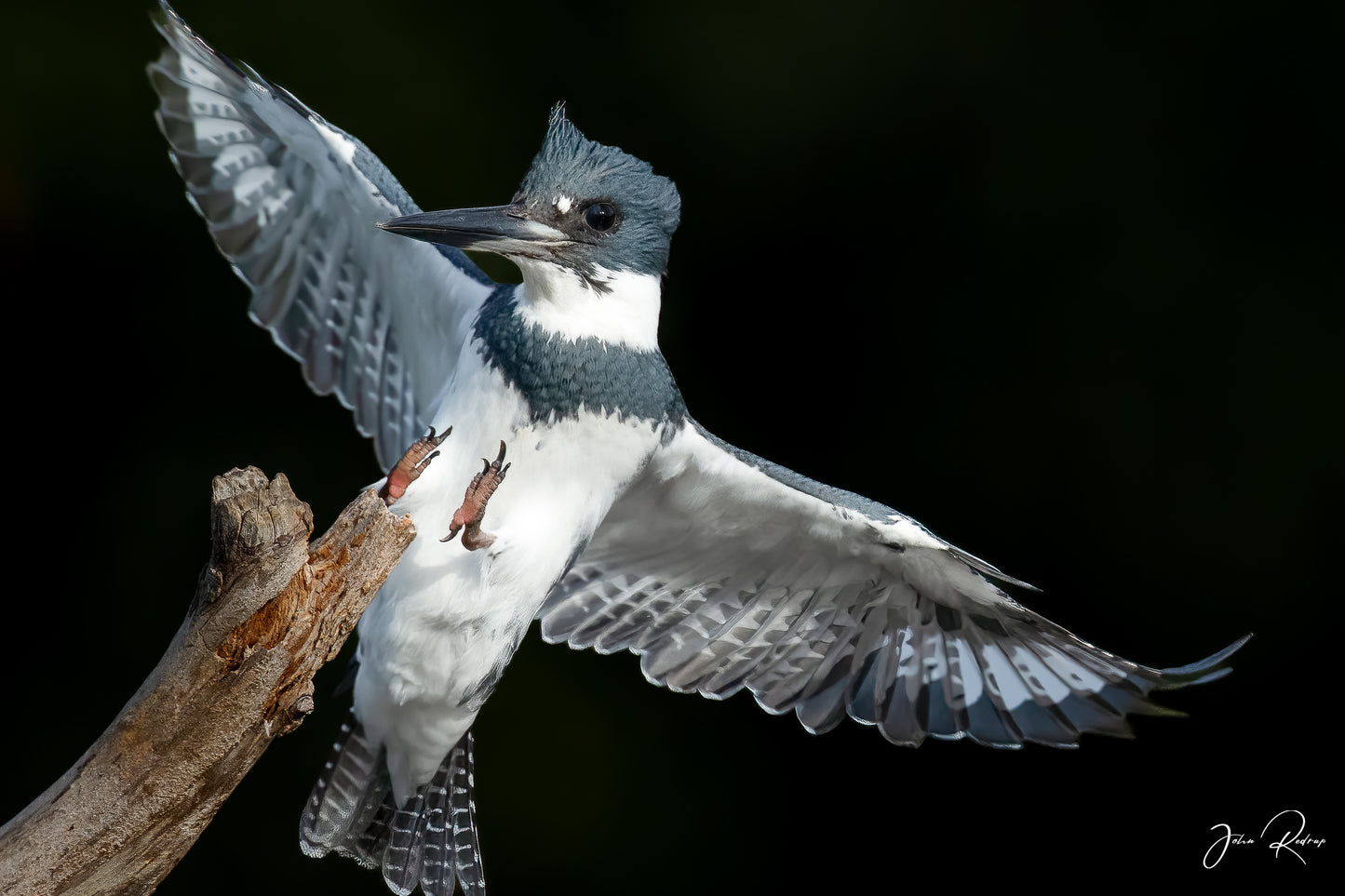 Perfect Landing Belted Kingfisher Flaring | Fine Art Wildlife Metal Print