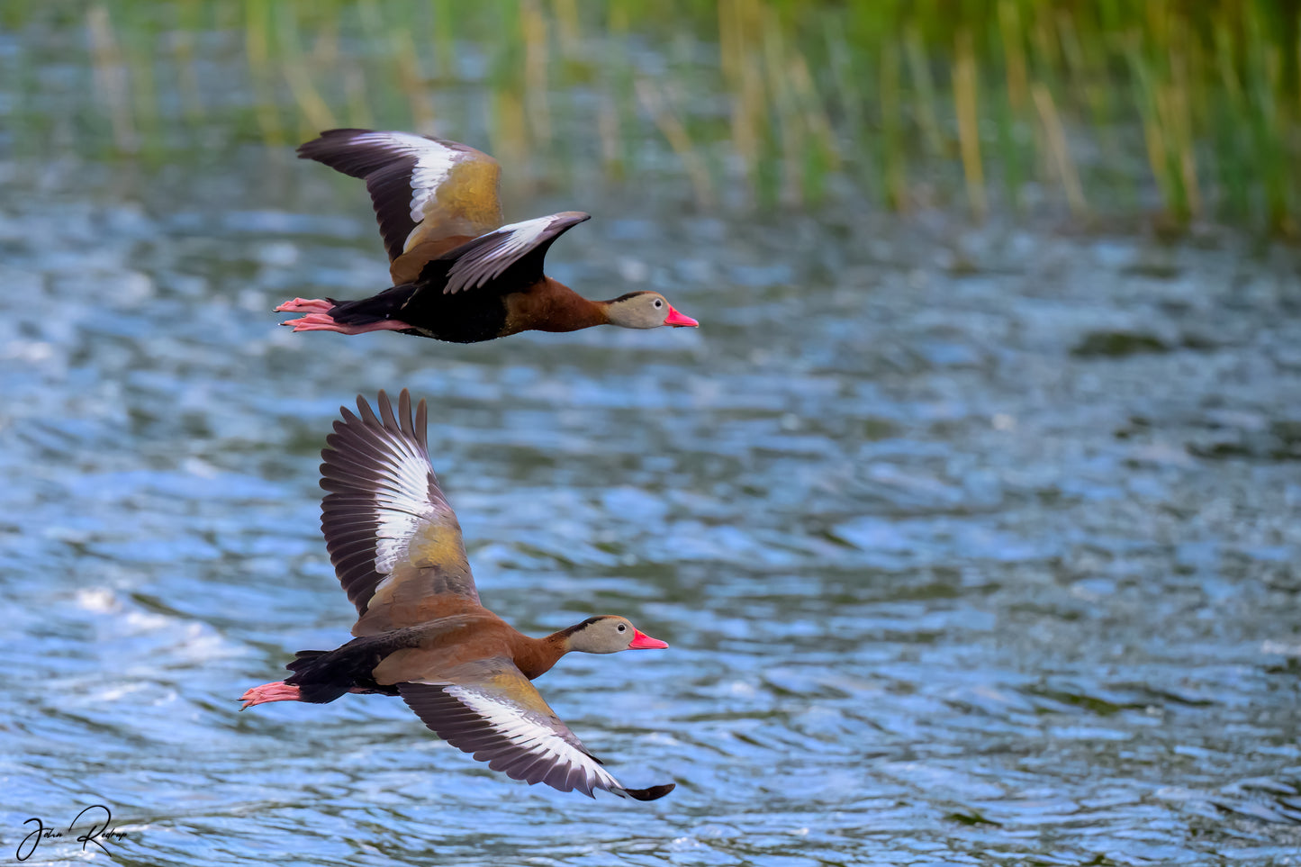 Synchronized Flight â€“ Black-bellied Whistling Ducks in Flight Over Water | Fine Art Wildlife Metal Print
