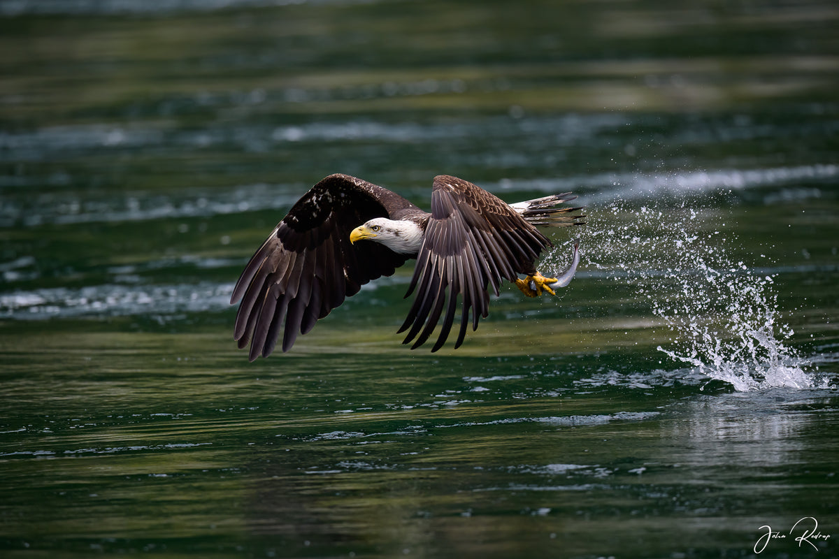 Bald Eagle | Power from the Water