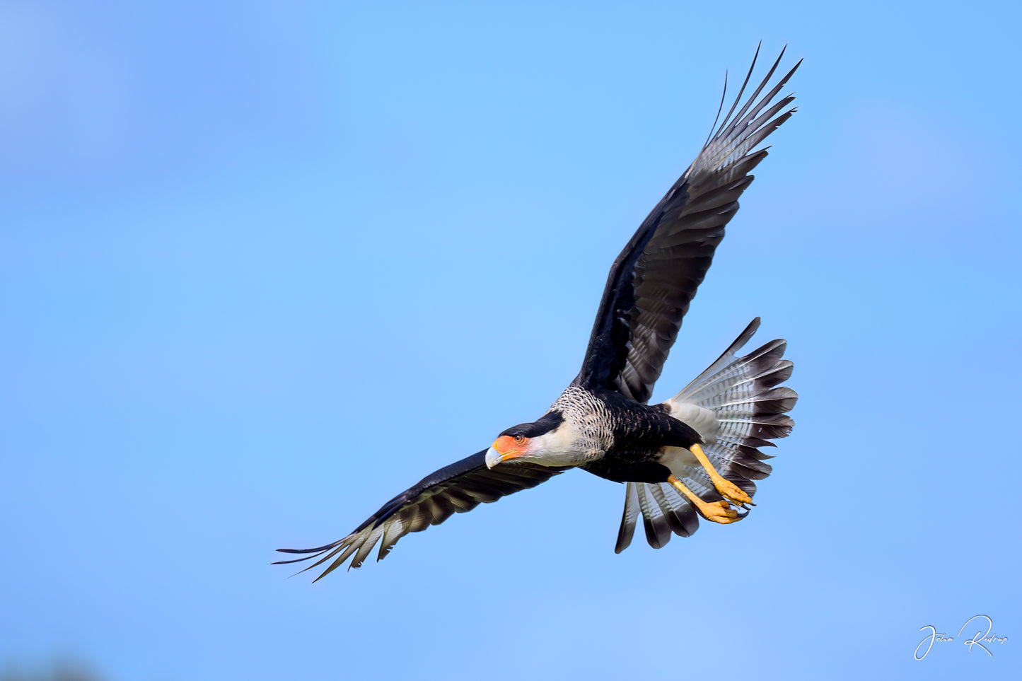 In Flight – Crested Caracara | Fine Art Wildlife Metal Print