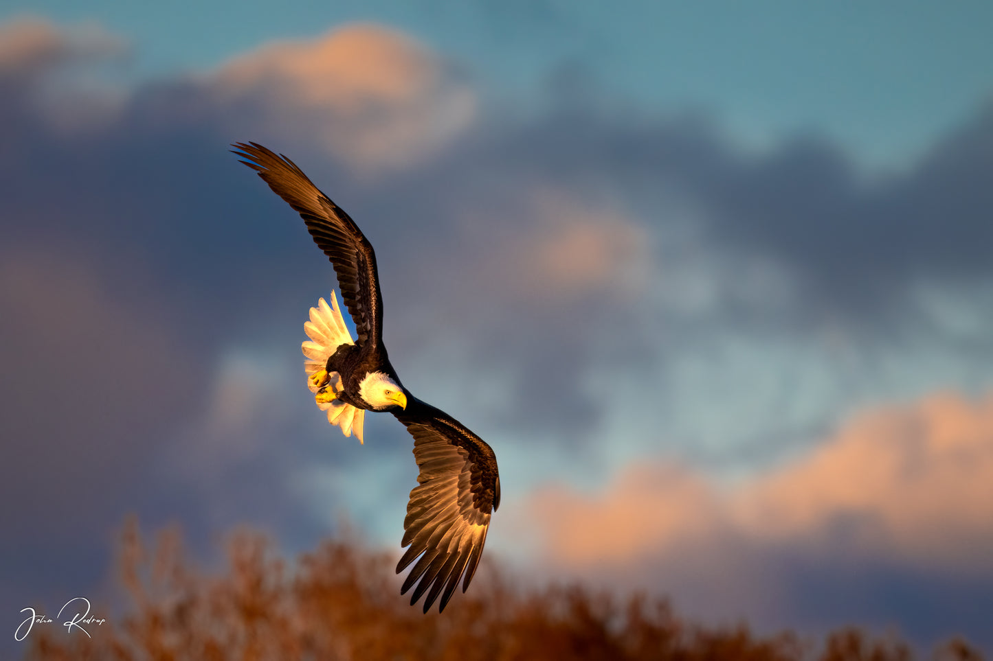 Eyes on the Prize – Bald Eagle Hunting | Fine Art Wildlife Metal Print