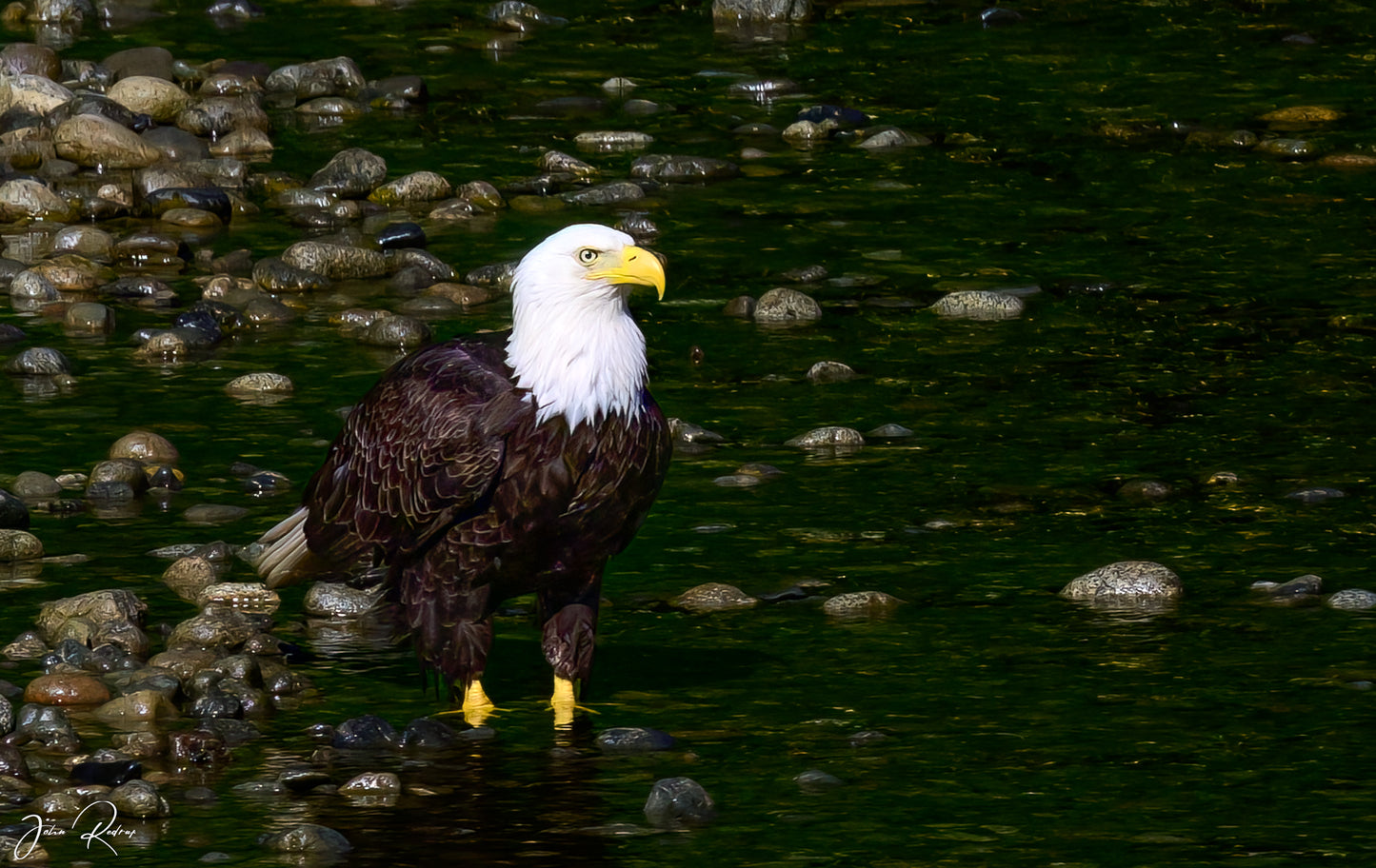 Bald Eagle | Sentinel of the Shallows