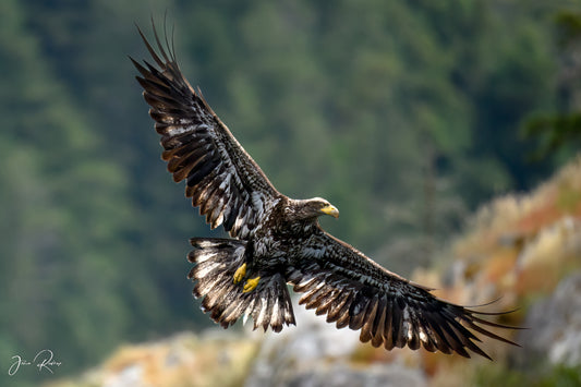 Banking for the Strike – Bald Eagle in Flight | Fine Art Wildlife Metal Print