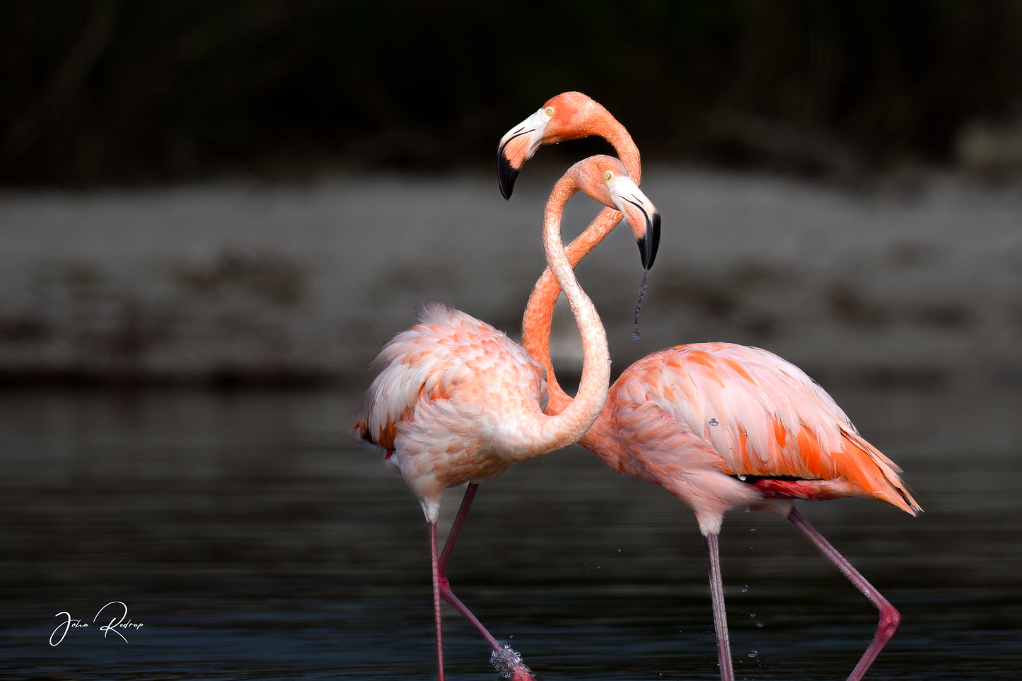 Flamingo Love – Pair Bonding Display | Fine Art Wildlife Metal Print