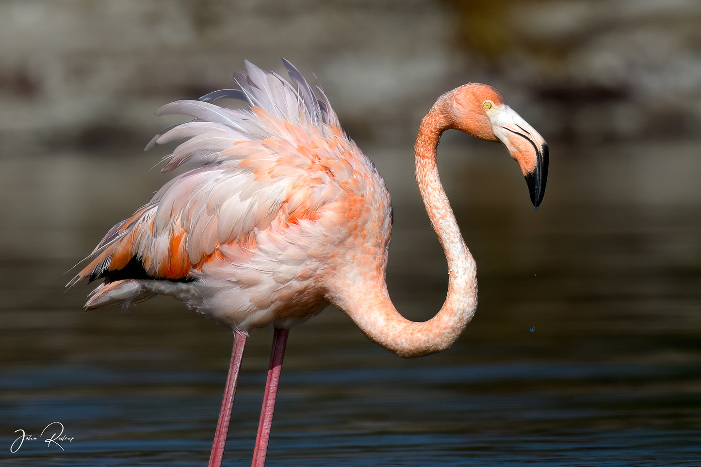 Full Plumage Florida Flamingo | Fine Art Wildlife Metal Print