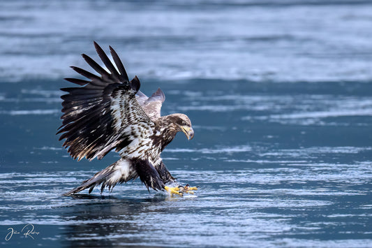 Poised to Strike – Juvenile Bald Eagle with Hake | Fine Art Wildlife Metal Print
