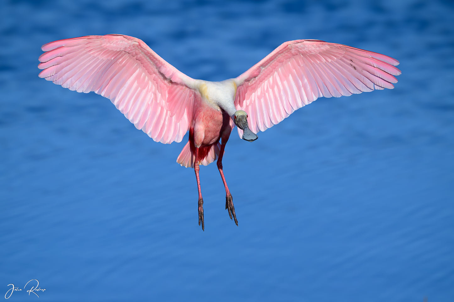 Young Roseate Spoonbill | Wings of Pink