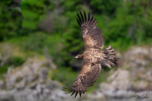Master of the Wind