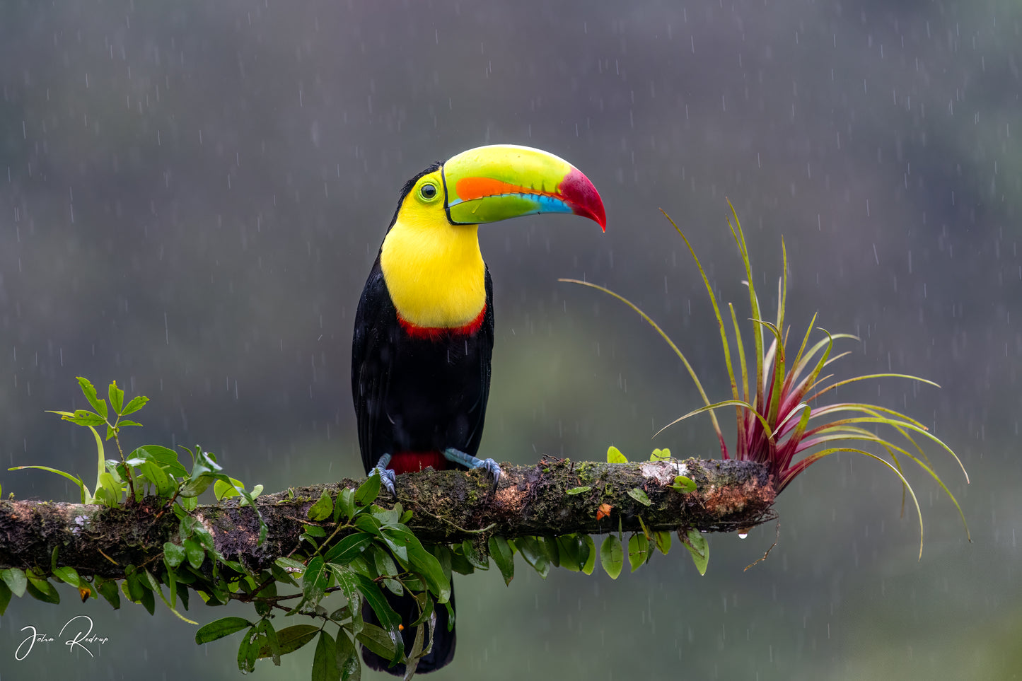Jewel of the Rainforest Keel-Billed Toucan | Fine Art Wildlife Metal Print