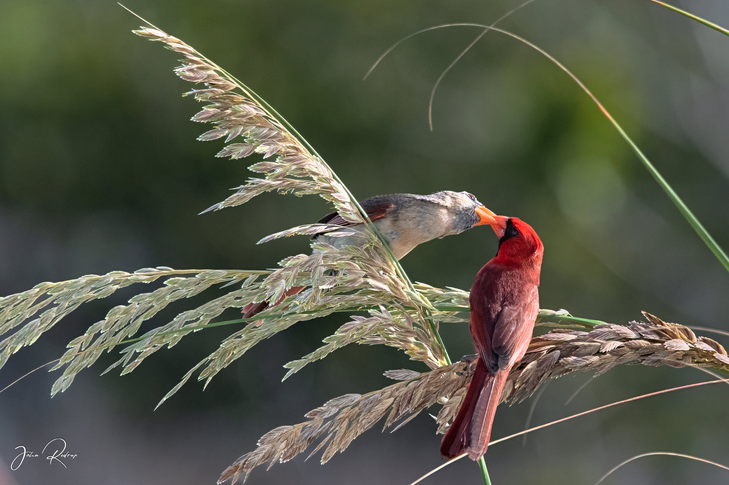 Love in the Sea Oats Northern Cardinals Pair | Fine Art Wildlife Metal Print