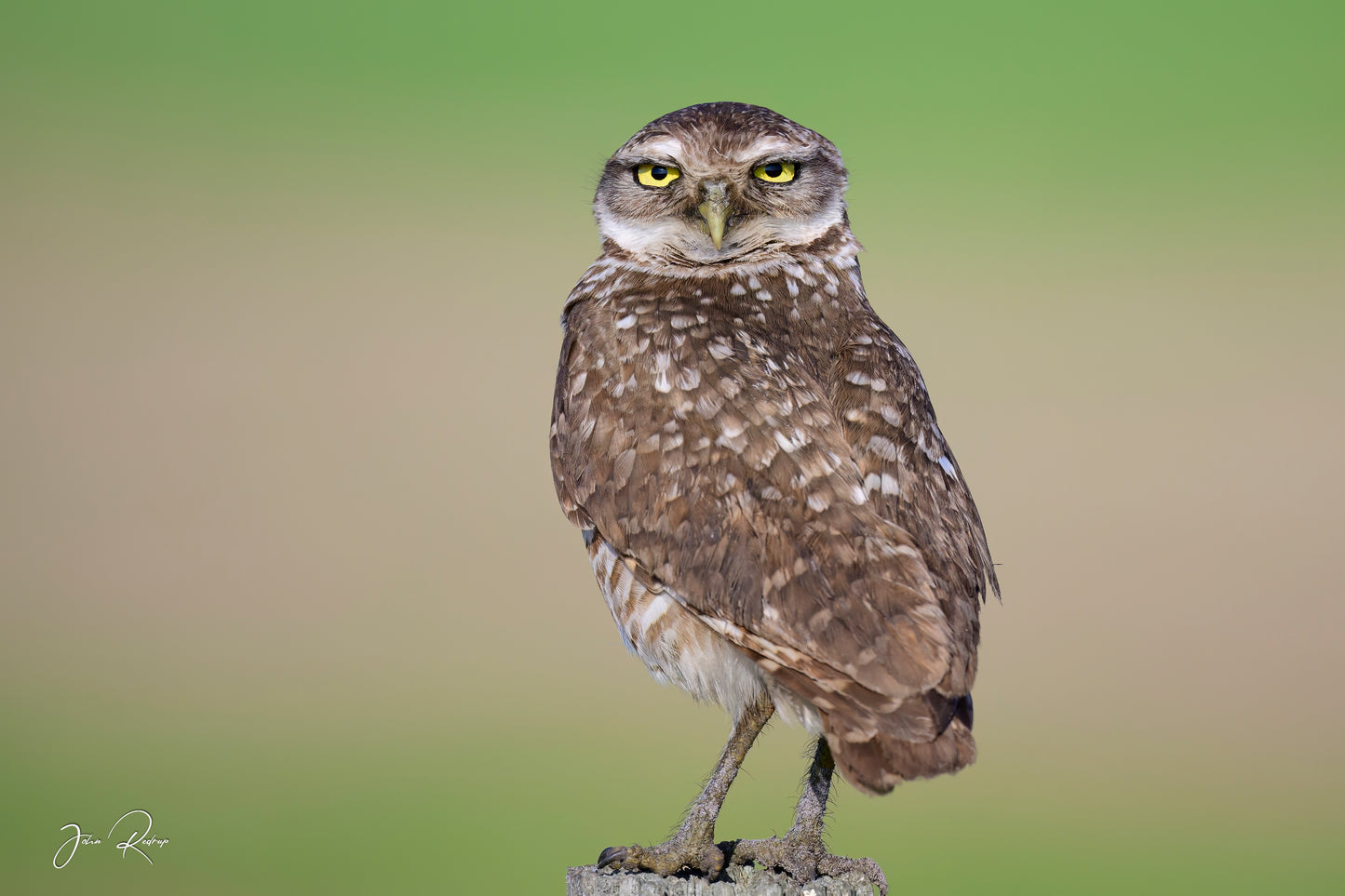 Sentinel of the Sand  Burrowing Owl in Florida | Fine Art Wildlife Metal Print