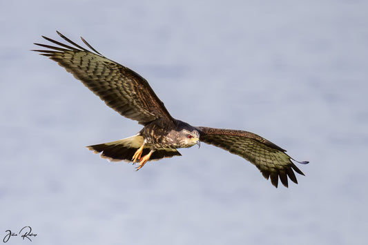 Silent Approach Snail Kite in Flight | Fine Art Wildlife Metal Print