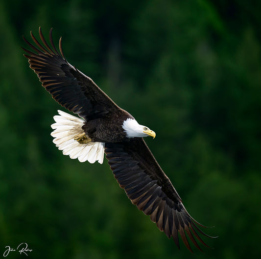 On Silent Wings
