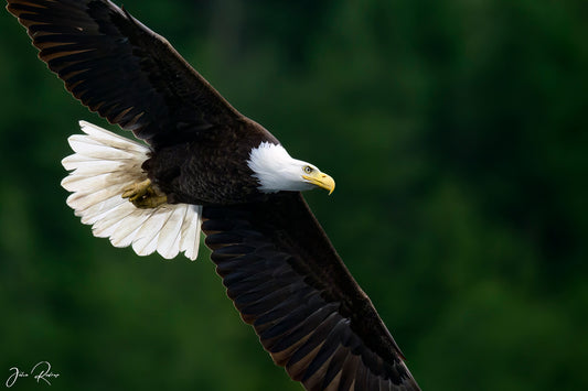 On Silent Wings
