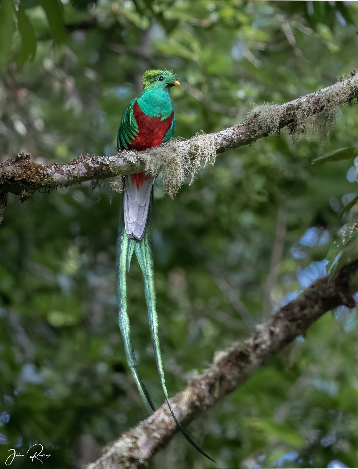 Resplendent Quetzal – Costa Rica