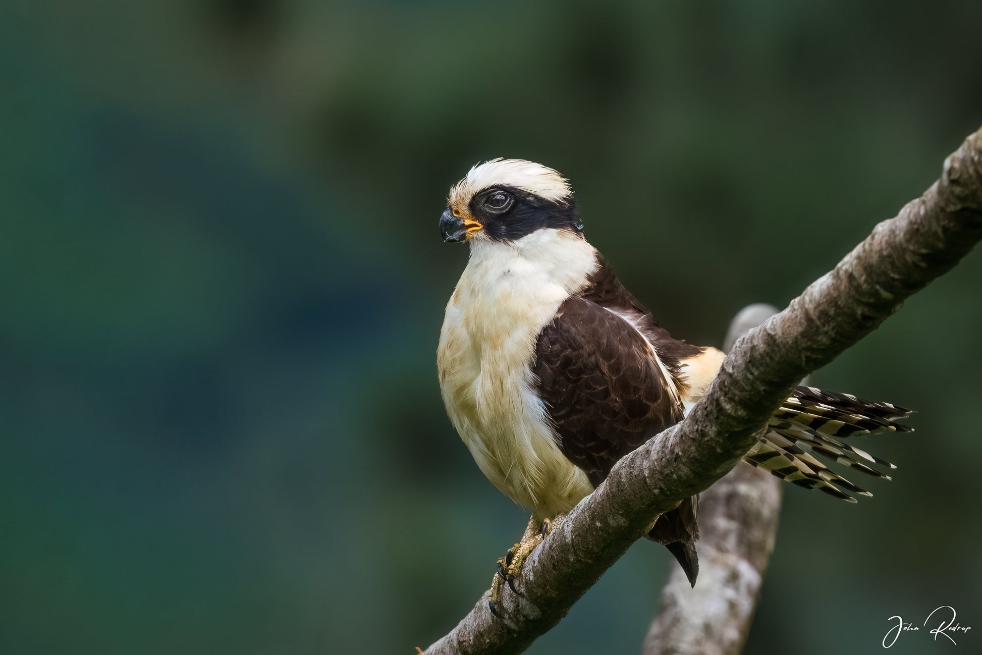 Laughing Falcon perched on a branch near Arenal, Costa Rica