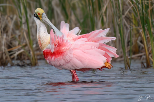 Roseate Spoonbill – Roseate Reverie | Florida Wildlife Photography