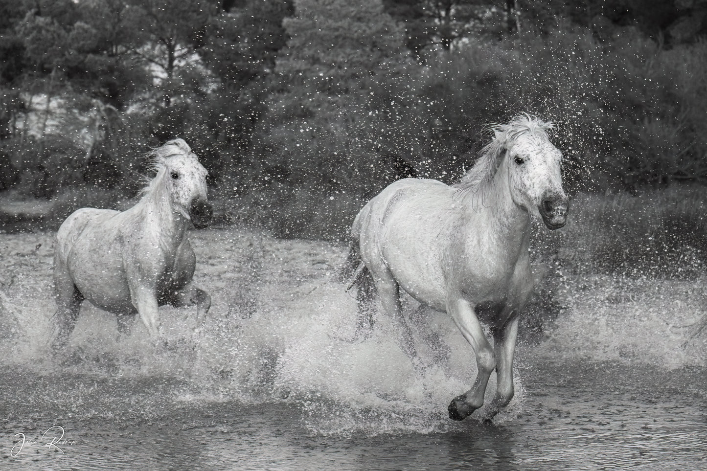 Sunrise Run Wild White Horses in Coastal Marsh | Fine Art Wildlife Metal Print