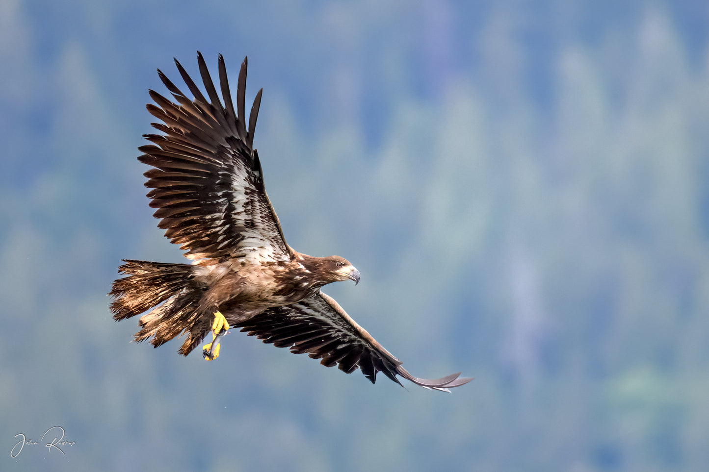 Success – Juvenile Bald Eagle with Fresh Catch (Hake) | Fine Art Wildlife Metal Print