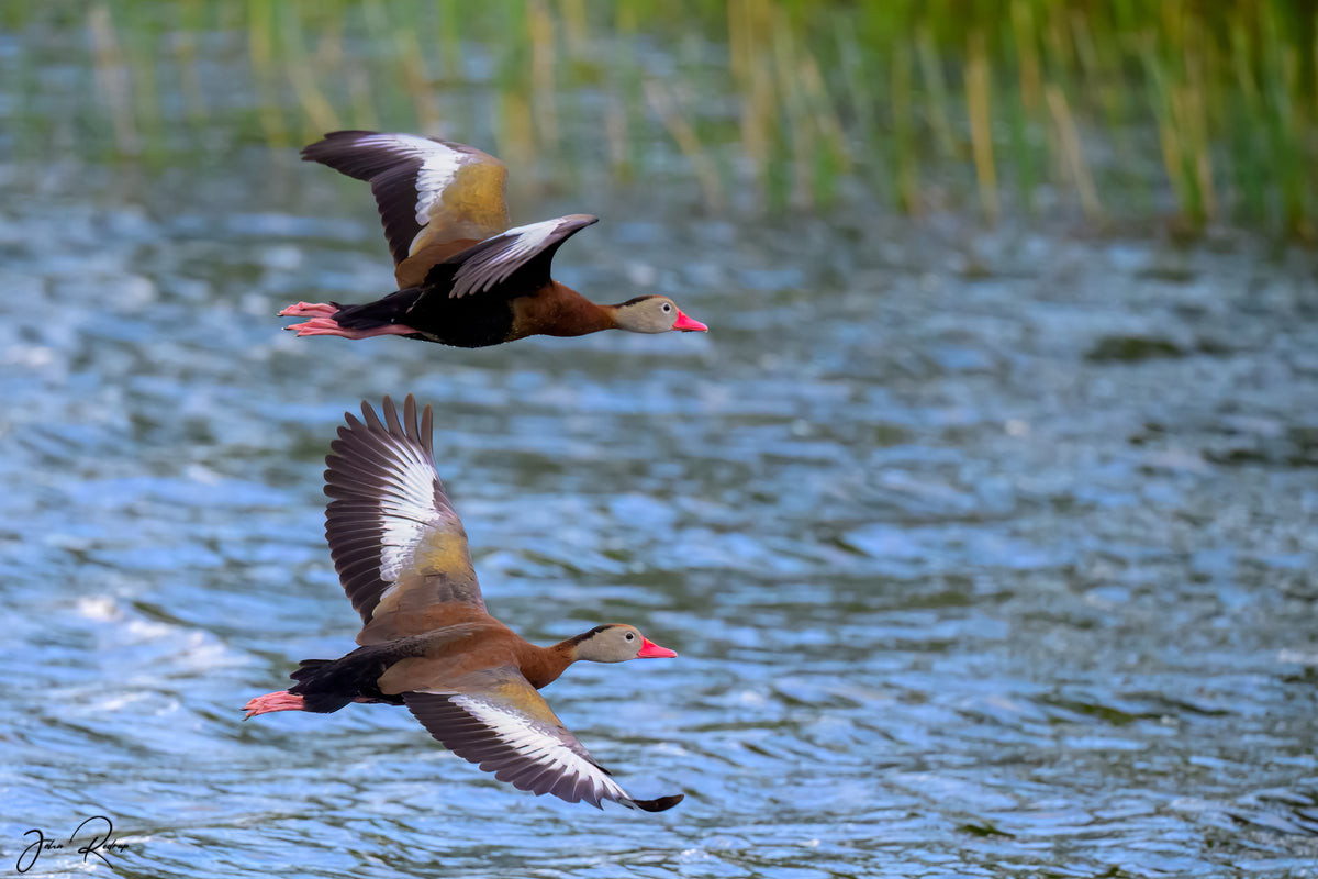 Two Black-bellied Ducks flying over a body of water with reeds in the background