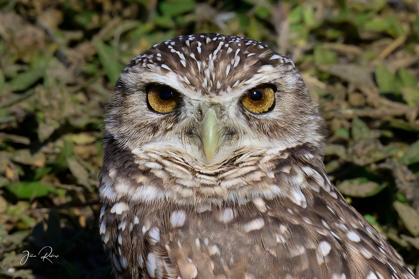 The Golden Gaze Burrowing Owl Portrait | Fine Art Wildlife Metal Print