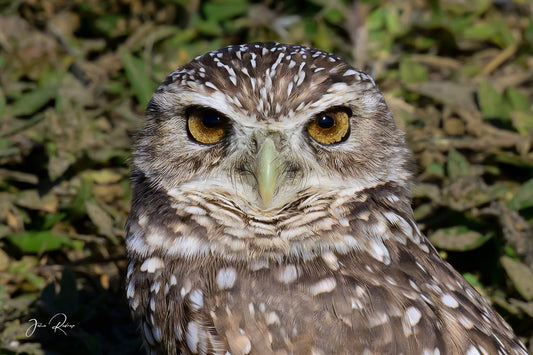 The Golden Gaze – Burrowing Owl Portrait | Fine Art Wildlife Metal Print