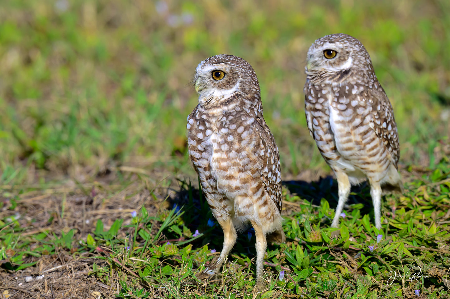 The Watchful Pair - Burrowing Owls | Fine Art Wildlife Metal Print