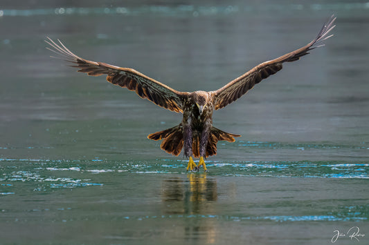 Touchdown Fine Art Wildlife Metal Print