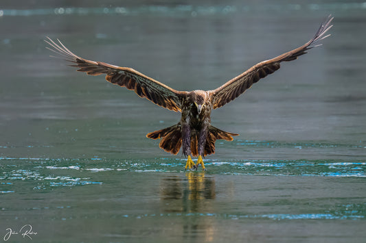 Juvenile Bald Eagle | Touchdown