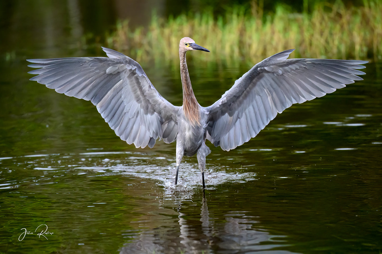 Wide Wings – Reddish Egret in Coastal Refuge | Fine Art Wildlife Metal Print