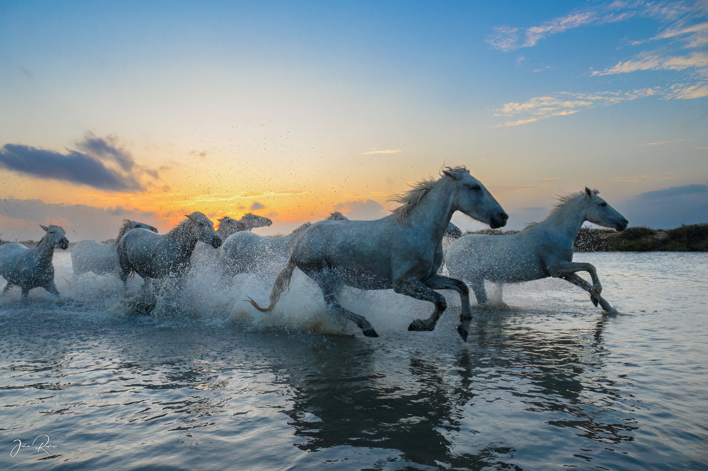 Sunrise Gallop Wild White Horses in Coastal Marsh | Fine Art Wildlife Metal Print