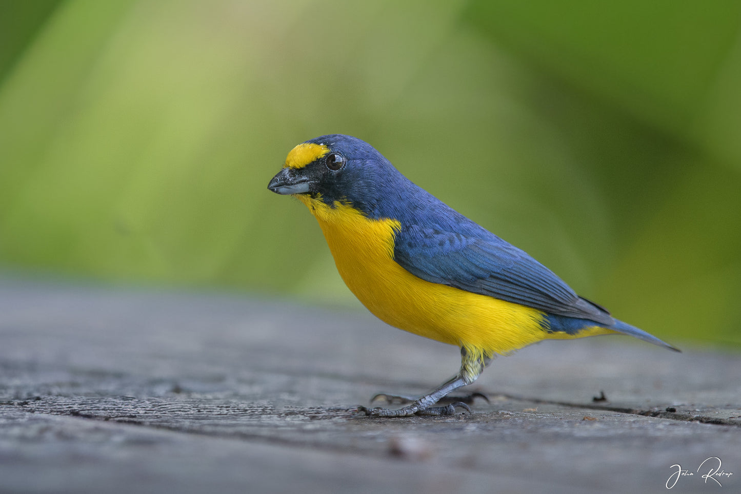 Yellow-throated Euphonia – Rainforest Jewel